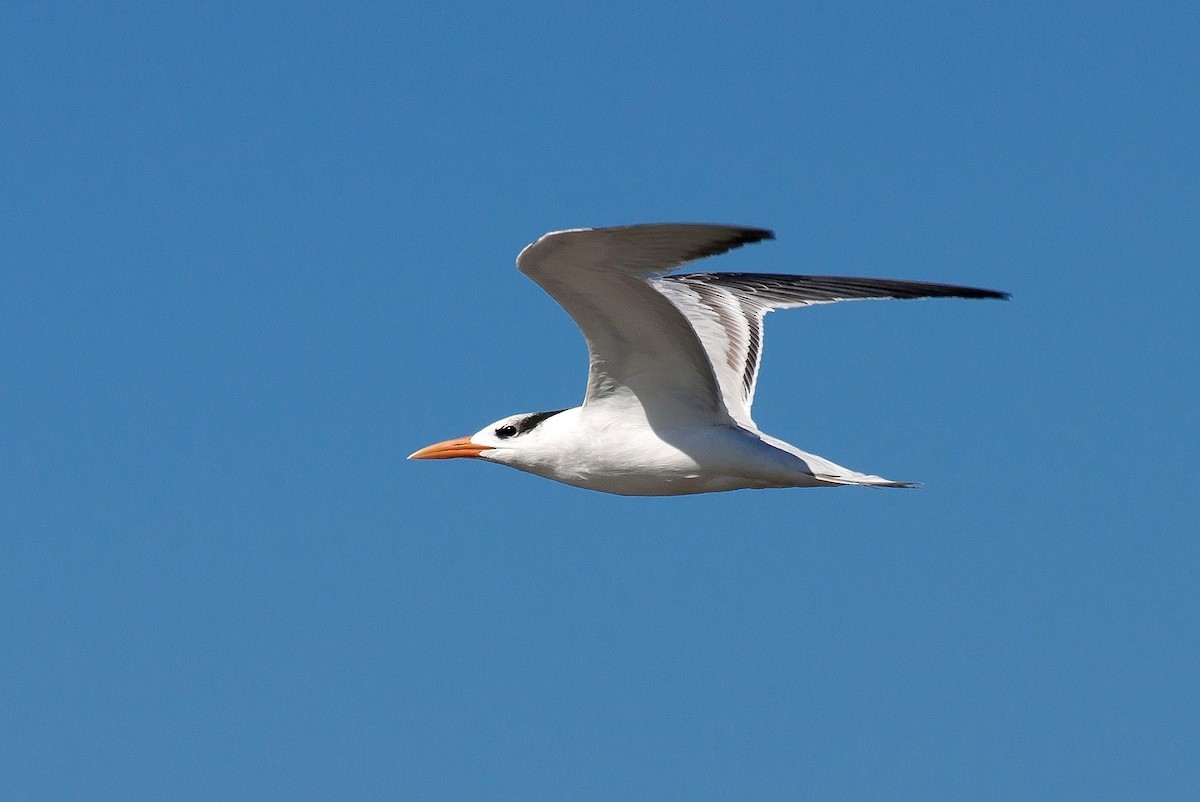 Royal Tern - ML103672551