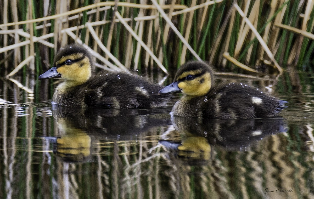 Canard noir - ML103672711