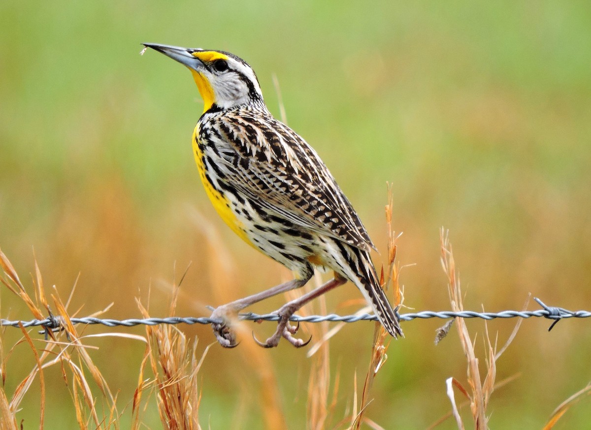 Eastern Meadowlark - S. K. Jones
