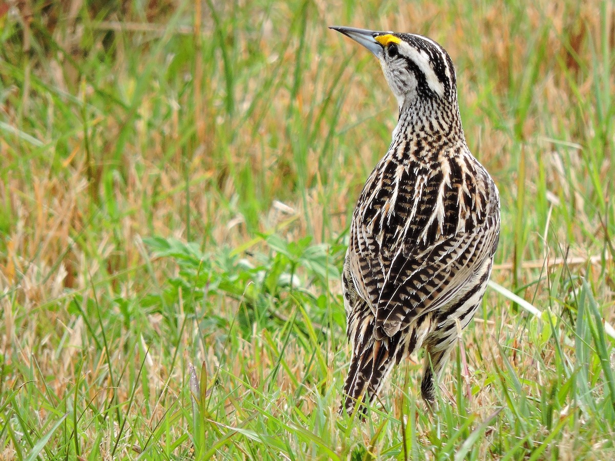 Eastern Meadowlark - ML103672731