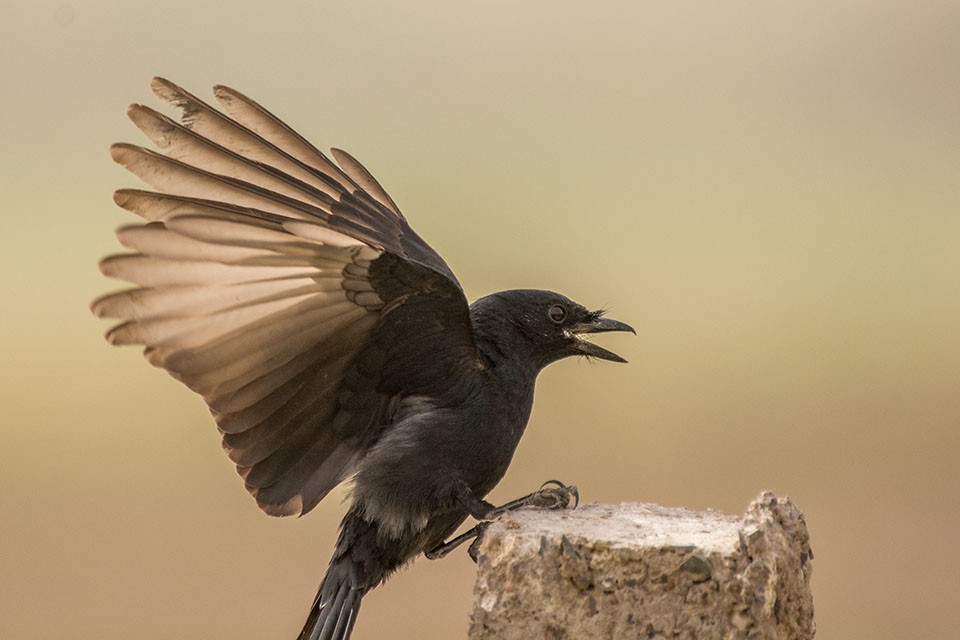 drongo černý - ML103673491