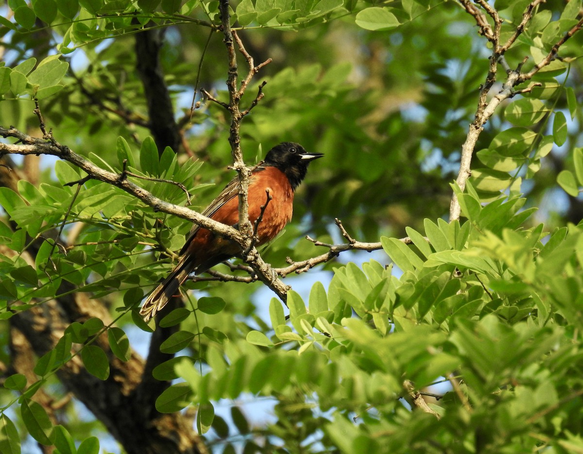 Orchard Oriole - ML103673751