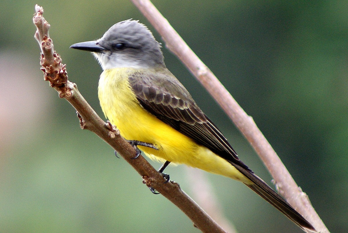 Tropical Kingbird - Sara Pimentel