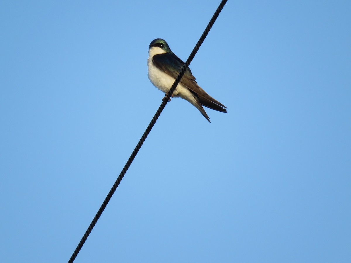 Golondrina Bicolor - ML103674551