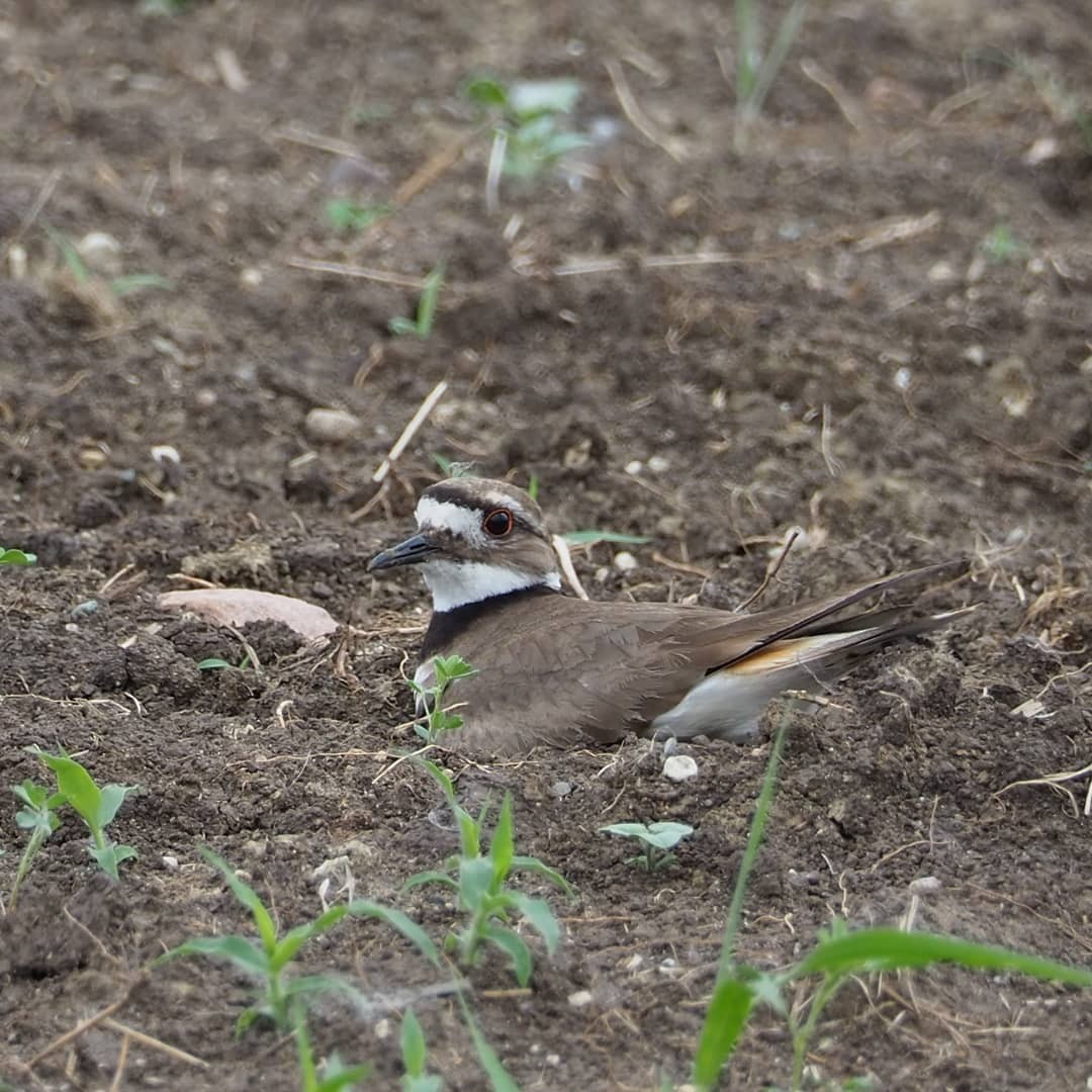 Killdeer - ML103674841