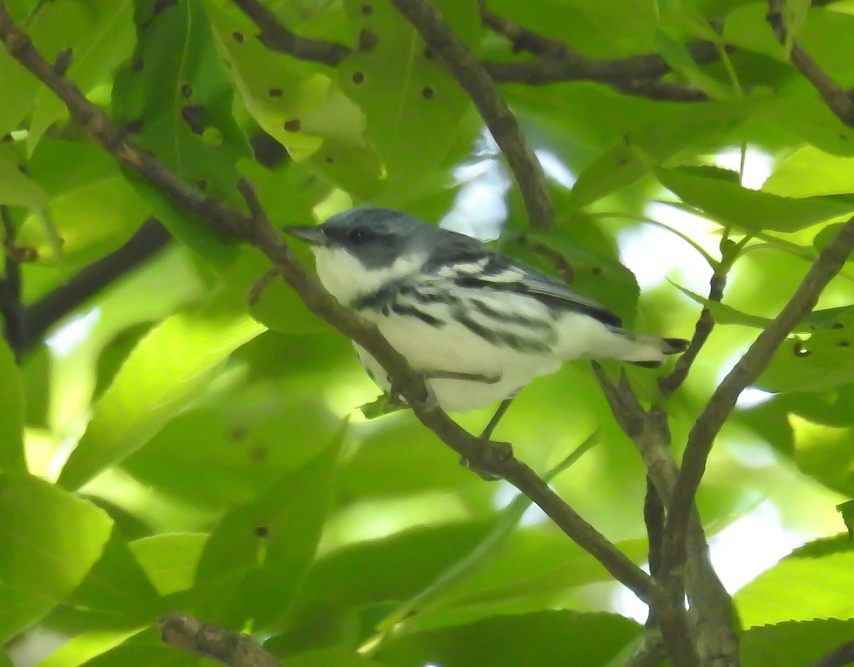 Cerulean Warbler - ML103675361