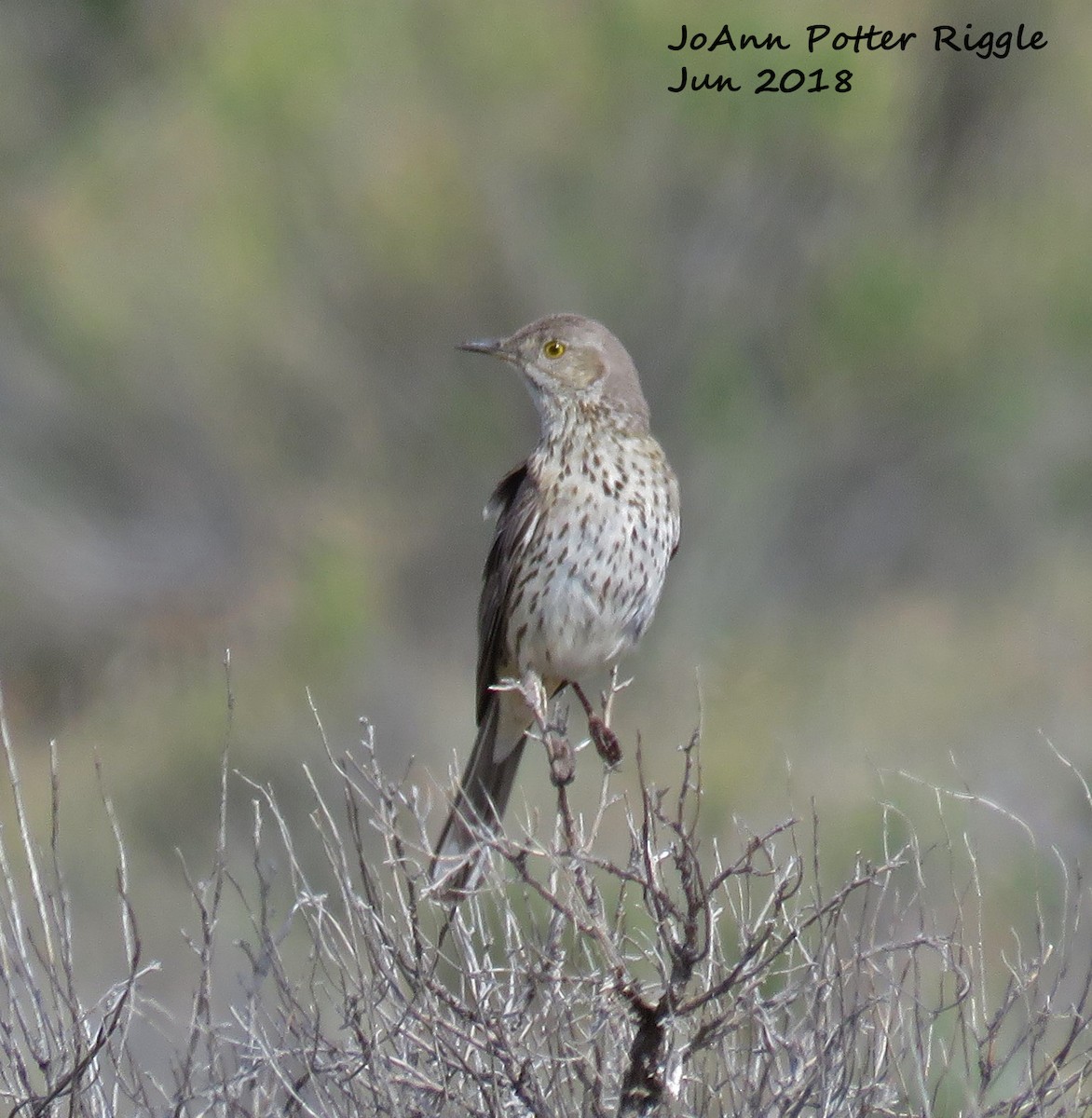 Sage Thrasher - JoAnn Potter Riggle 🦤