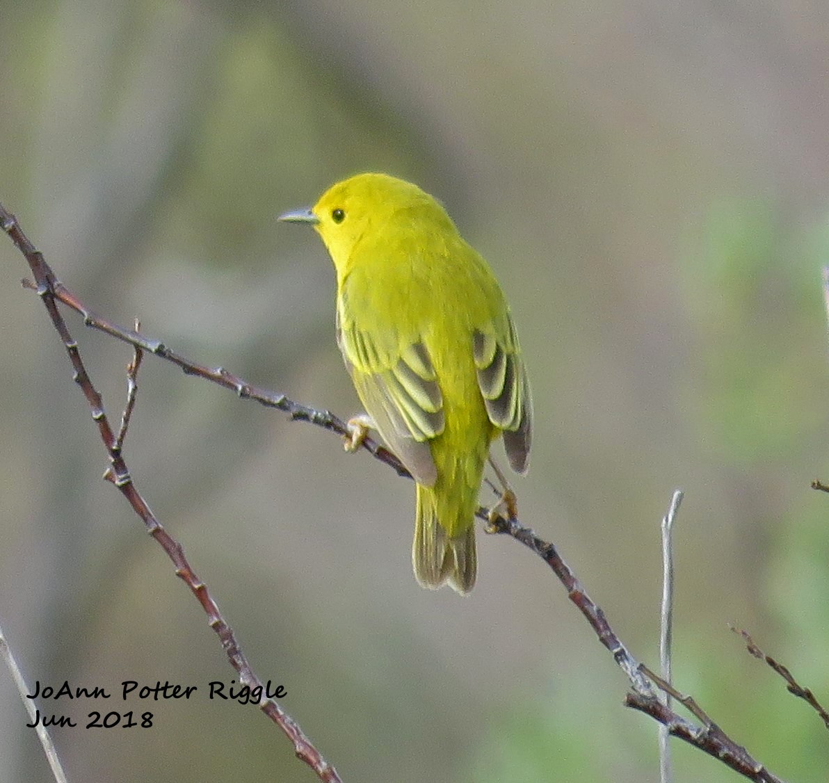 Paruline jaune - ML103677401