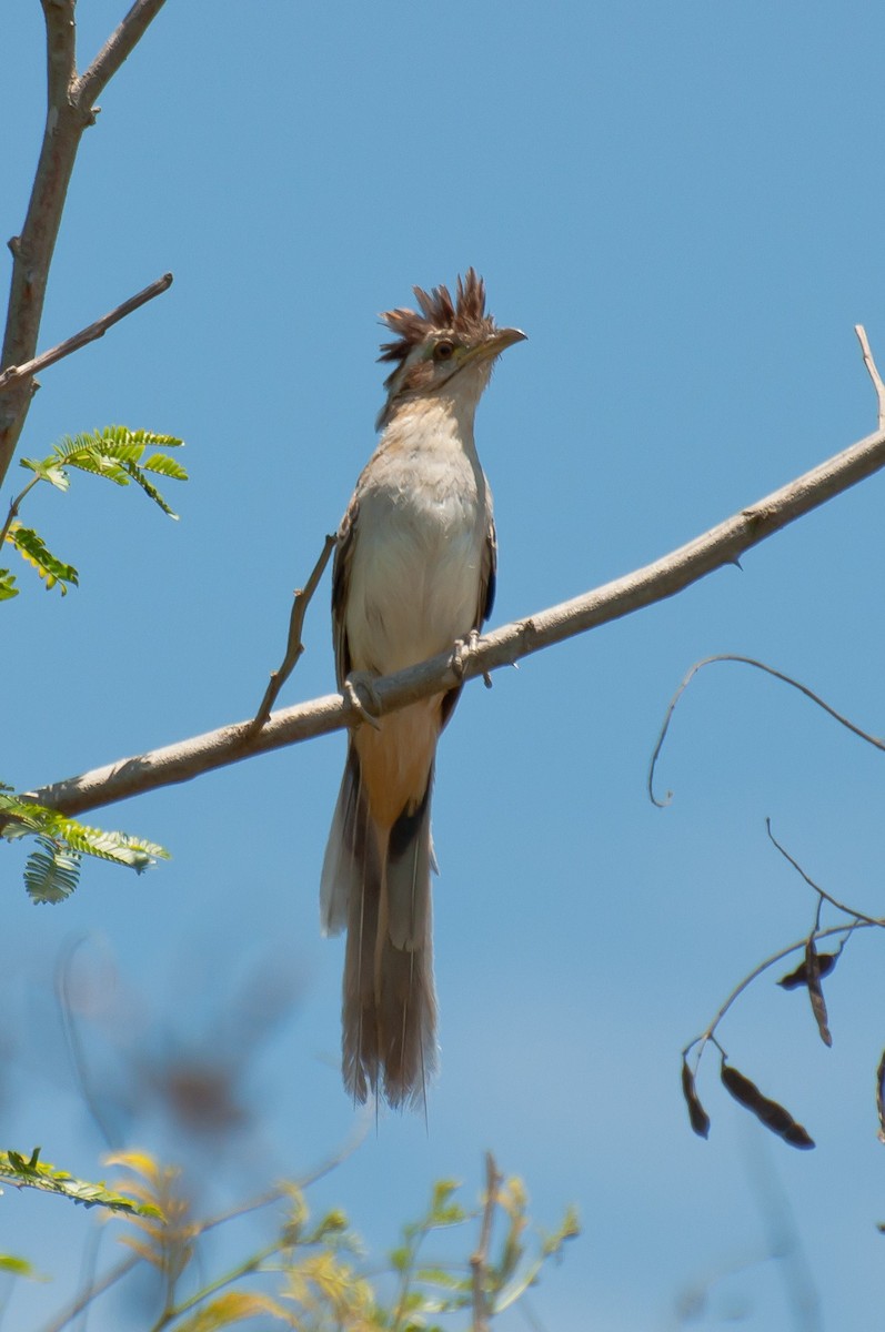 Striped Cuckoo - Marcos Eugênio (Birding Guide)
