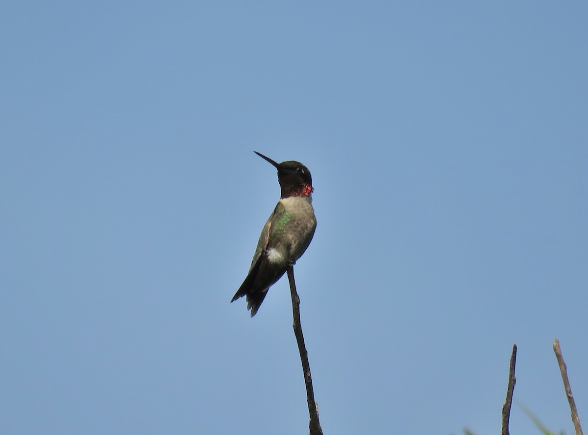 Ruby-throated Hummingbird - ML103677841