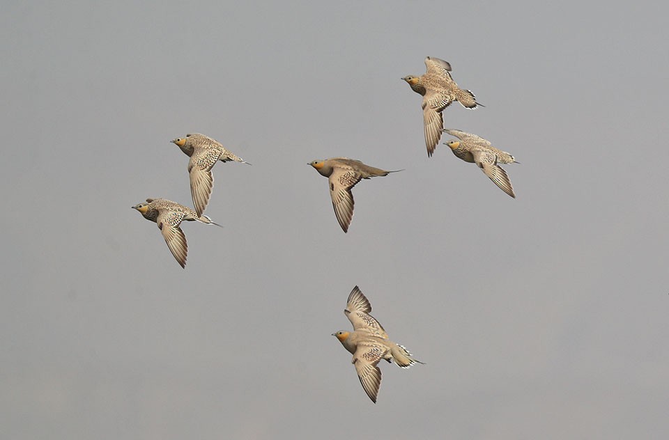 Spotted Sandgrouse - ML103679861