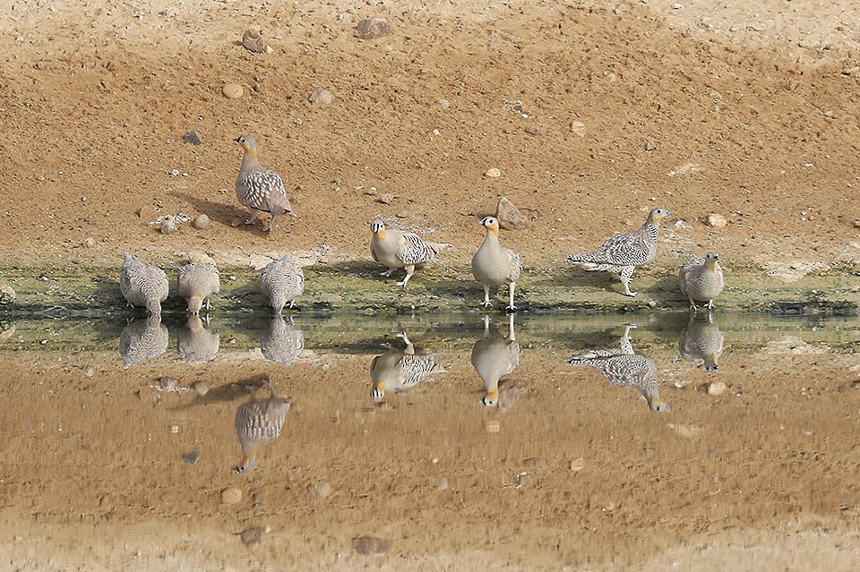 Crowned Sandgrouse - ML103679921