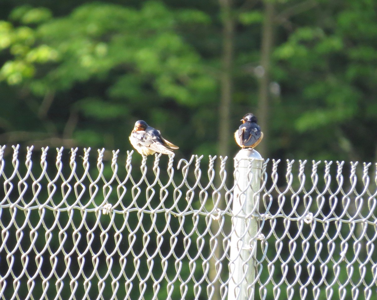 Barn Swallow - ML103680021