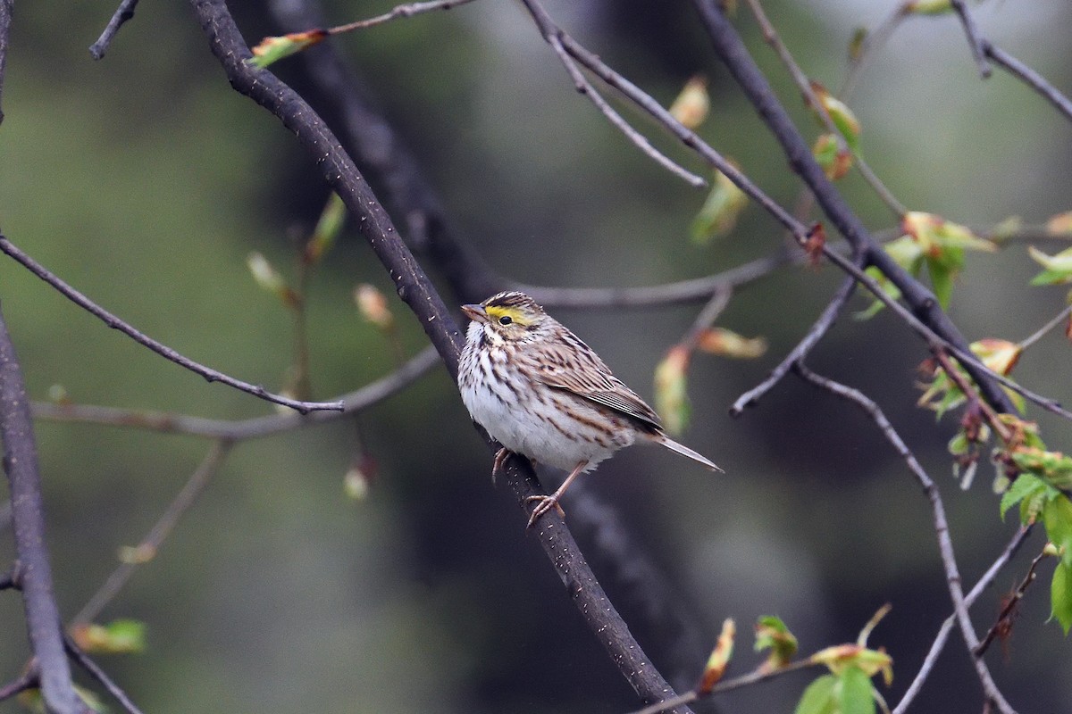 Savannah Sparrow - ML103680181