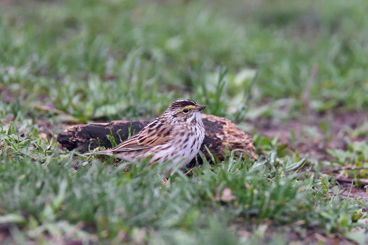 Savannah Sparrow - ML103680191
