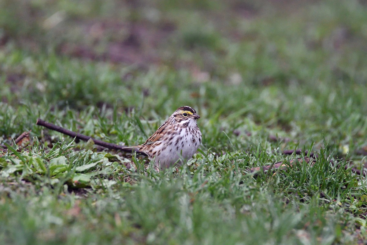 Savannah Sparrow - ML103680211