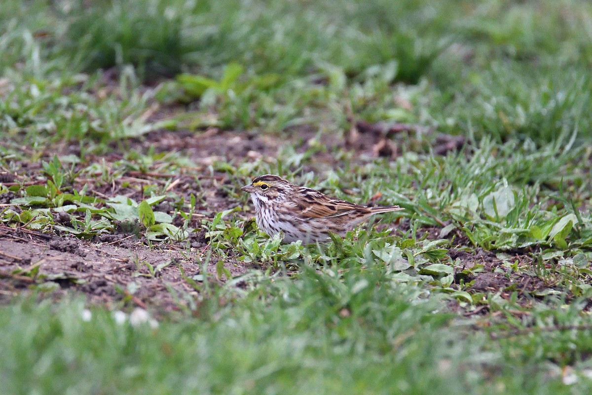 Savannah Sparrow - ML103680231