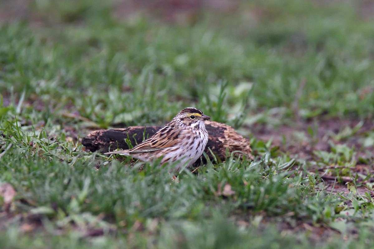 Savannah Sparrow - ML103680241