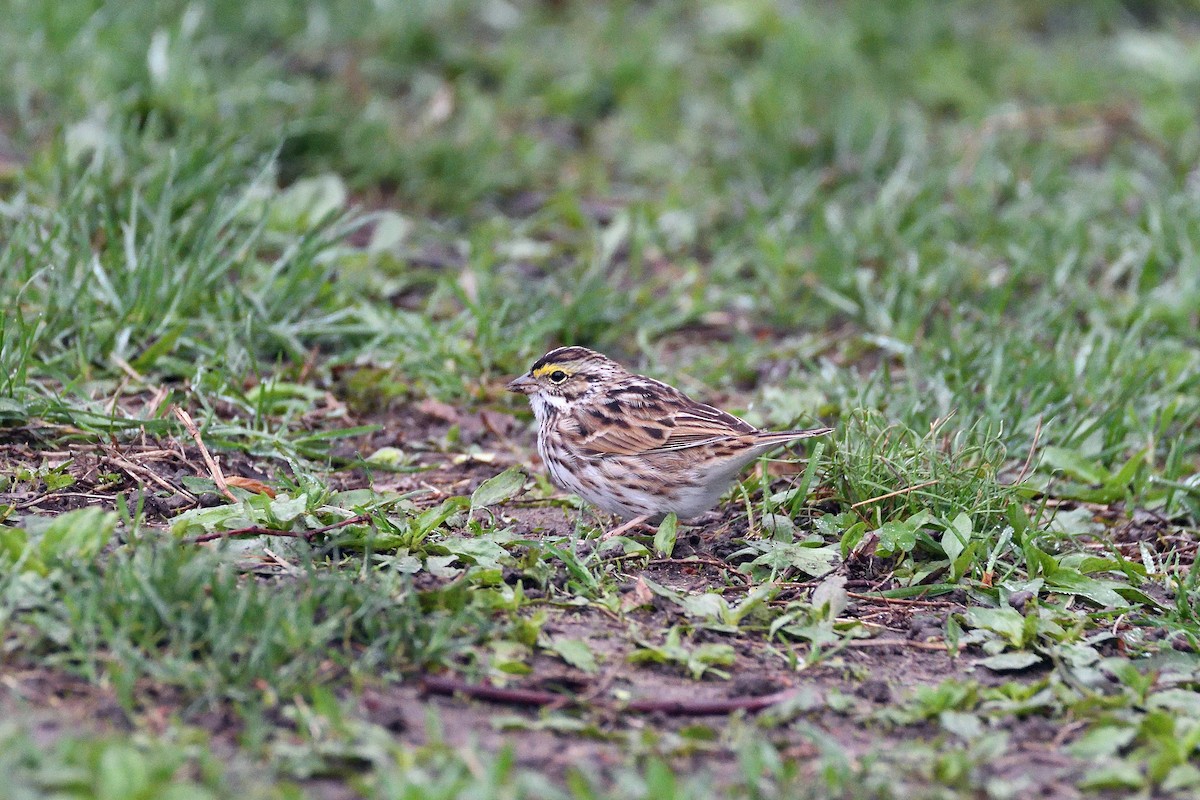Savannah Sparrow - ML103680251