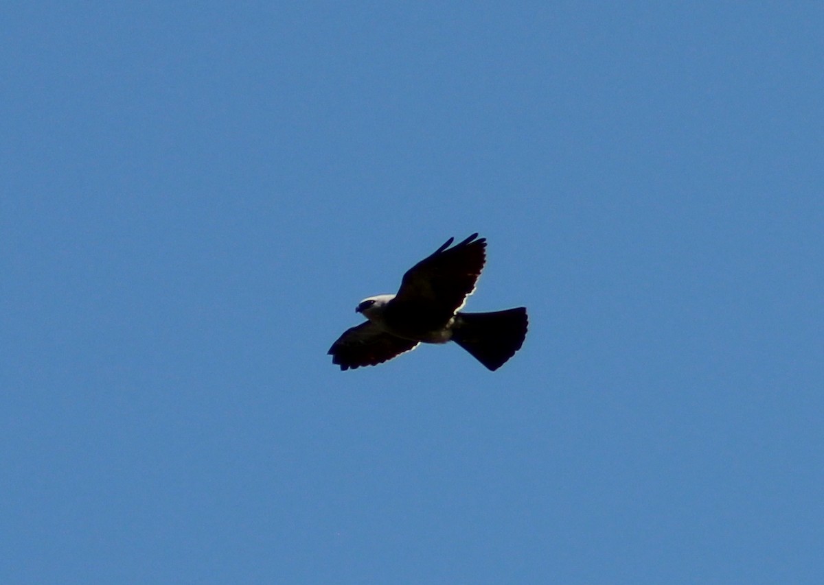 Mississippi Kite - ML103682551