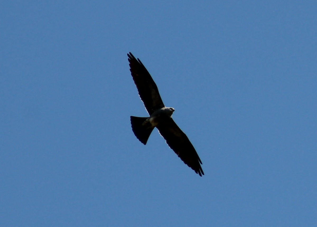 Mississippi Kite - ML103682561