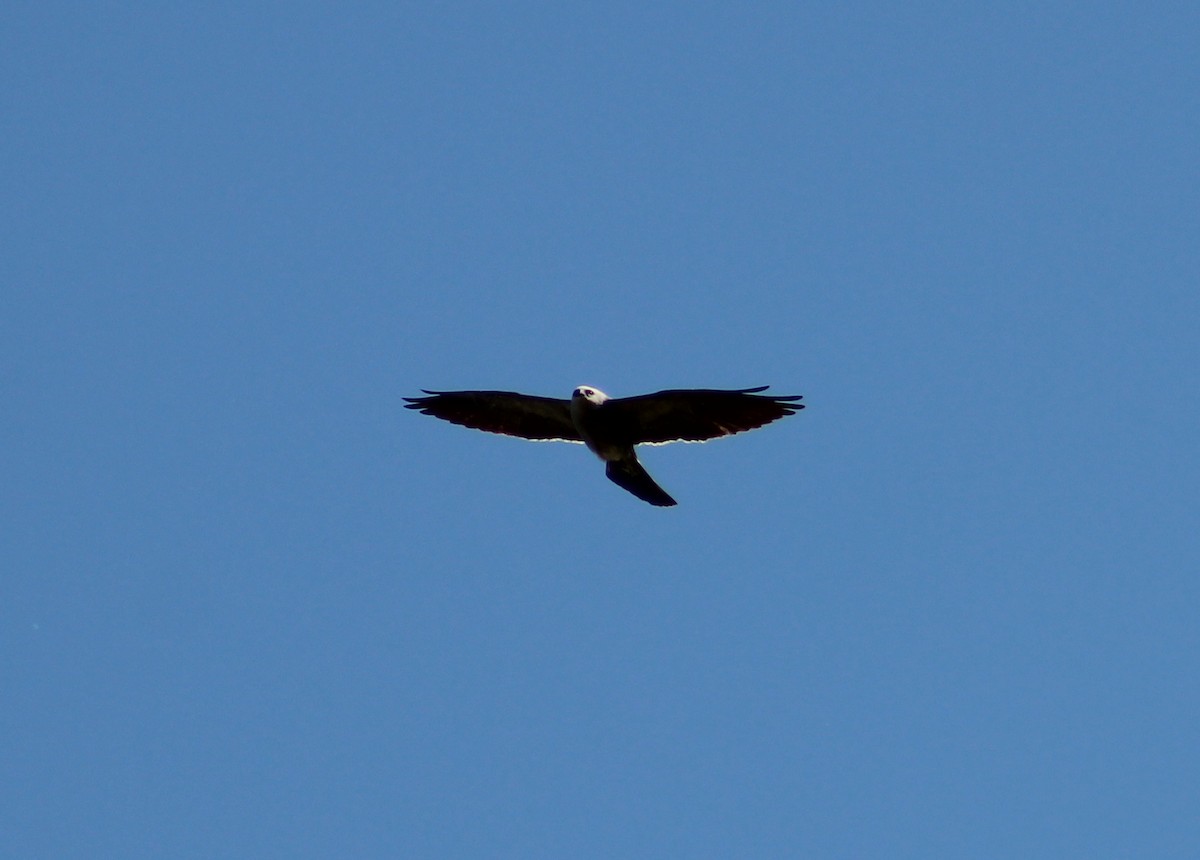 Mississippi Kite - ML103682591