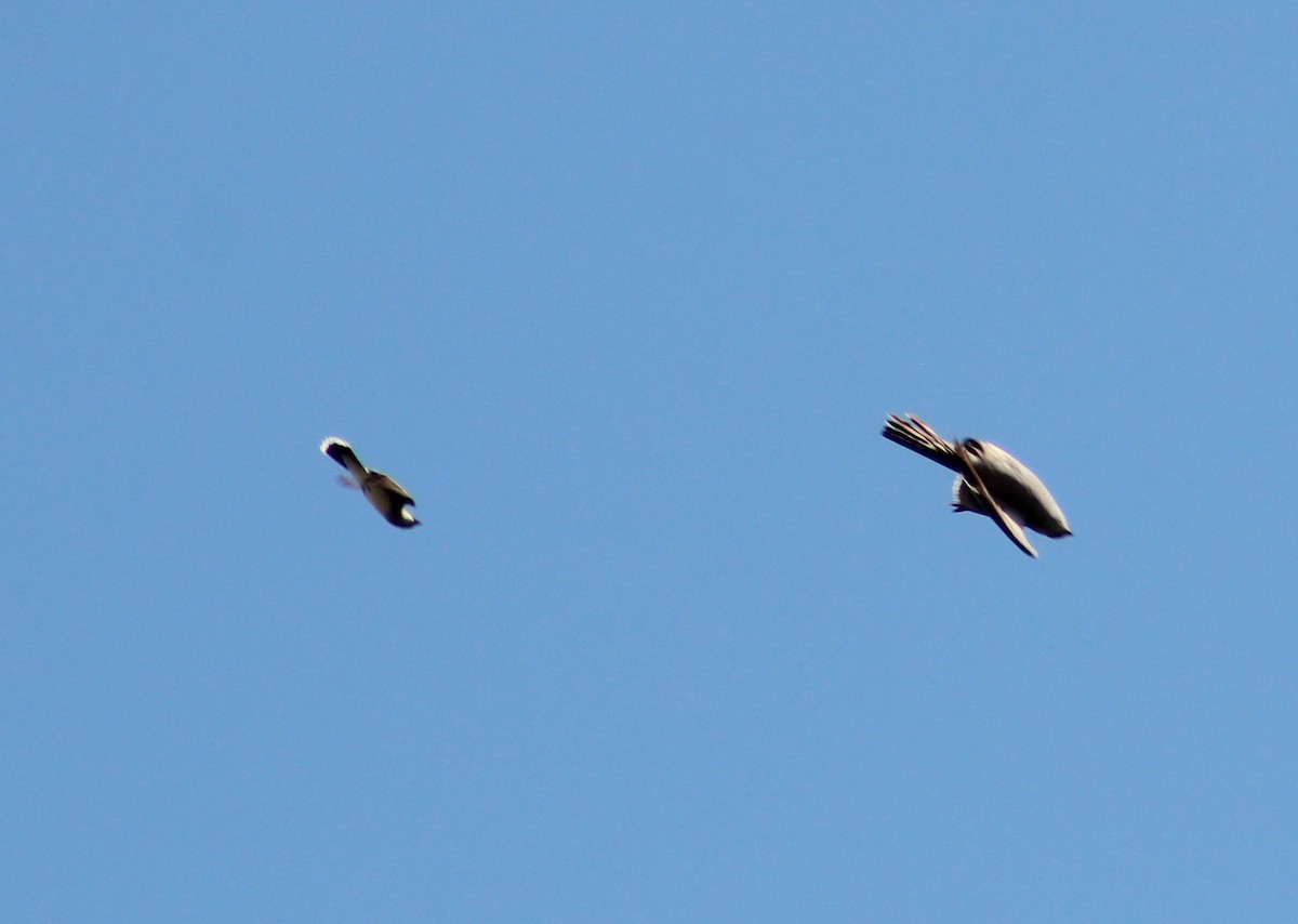 Mississippi Kite - ML103682971