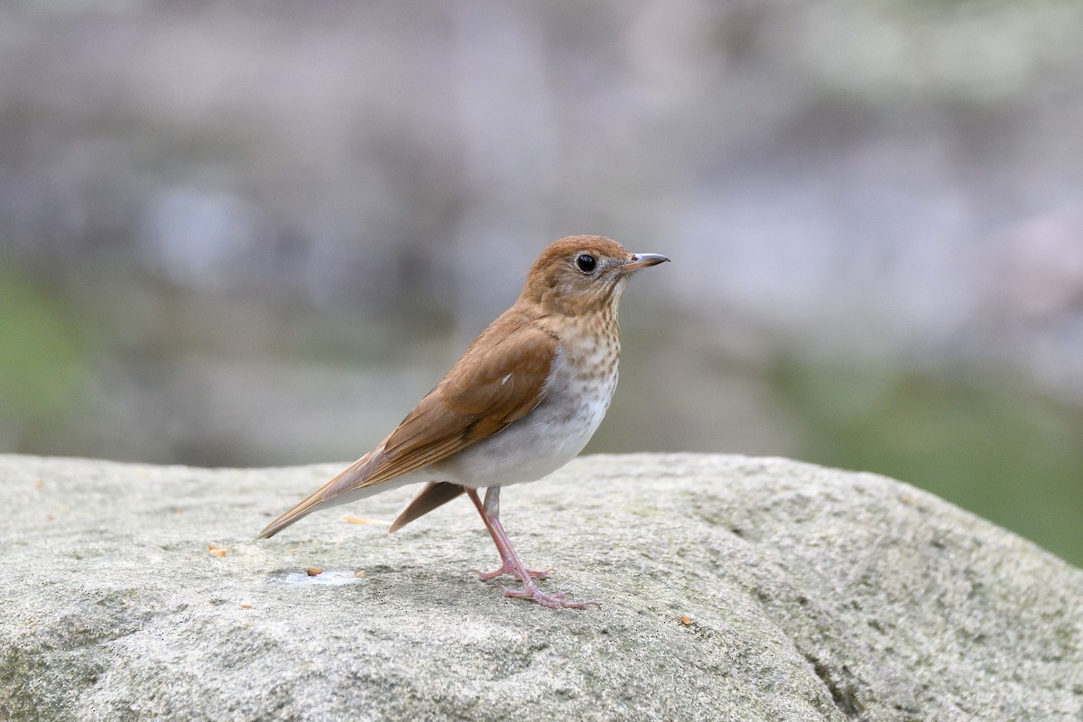 Veery - ML103683011