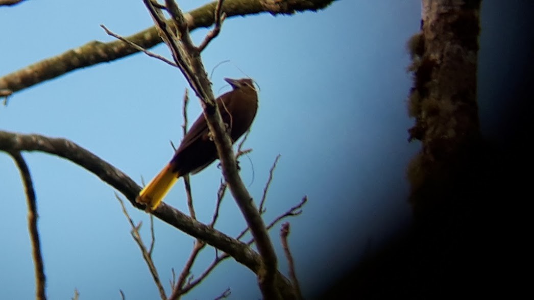 Russet-backed Oropendola - ML103683251