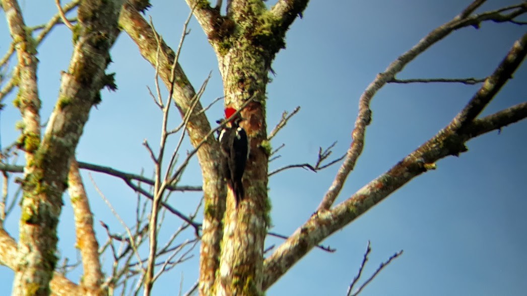 Lineated Woodpecker - ML103683511