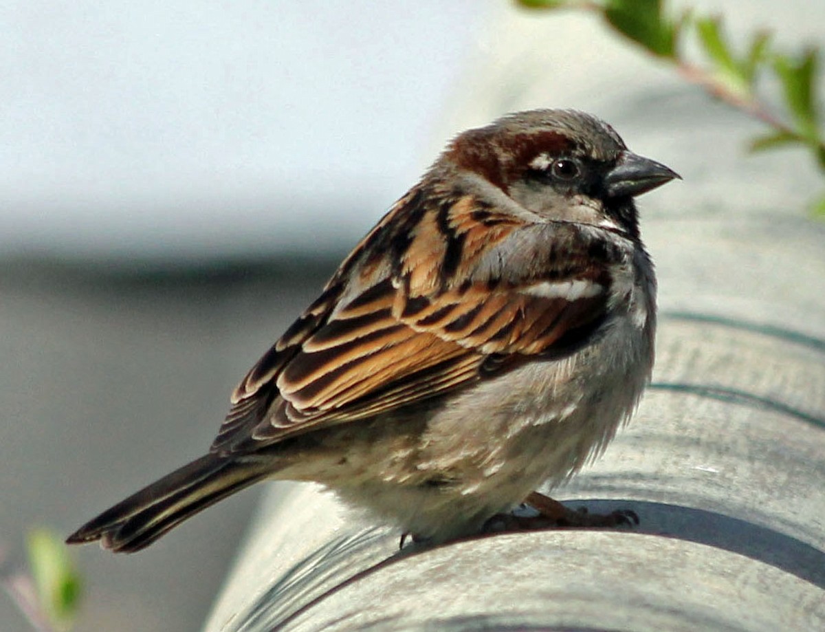 House Sparrow - Mike Litak