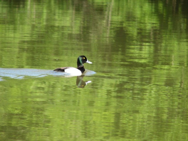 Greater Scaup - ML103684161