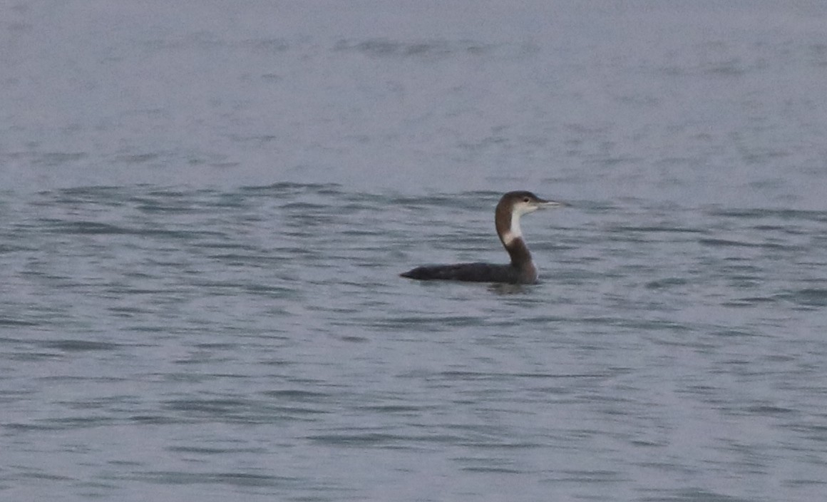 Common Loon - ML103684251