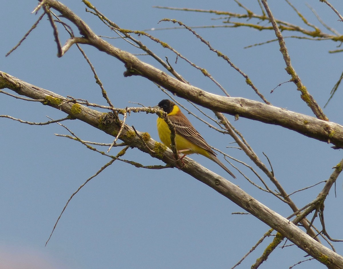 Black-headed Bunting - ML103685401