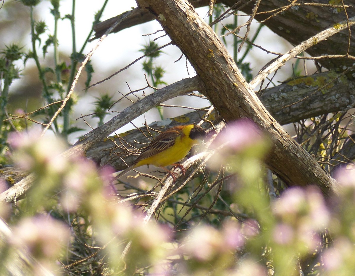 Black-headed Bunting - ML103685411