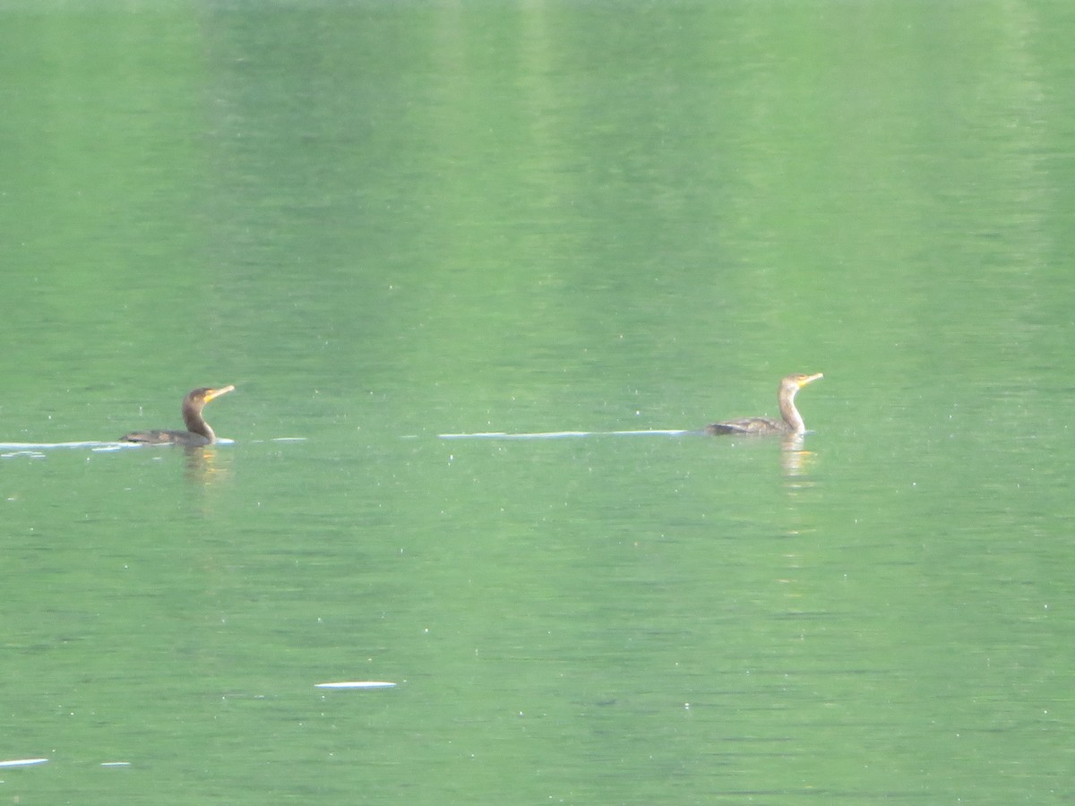 Double-crested Cormorant - William Kuk