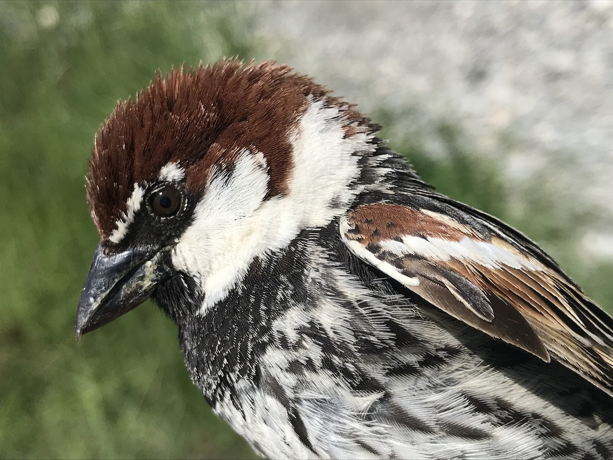 Spanish Sparrow - Ky Clare