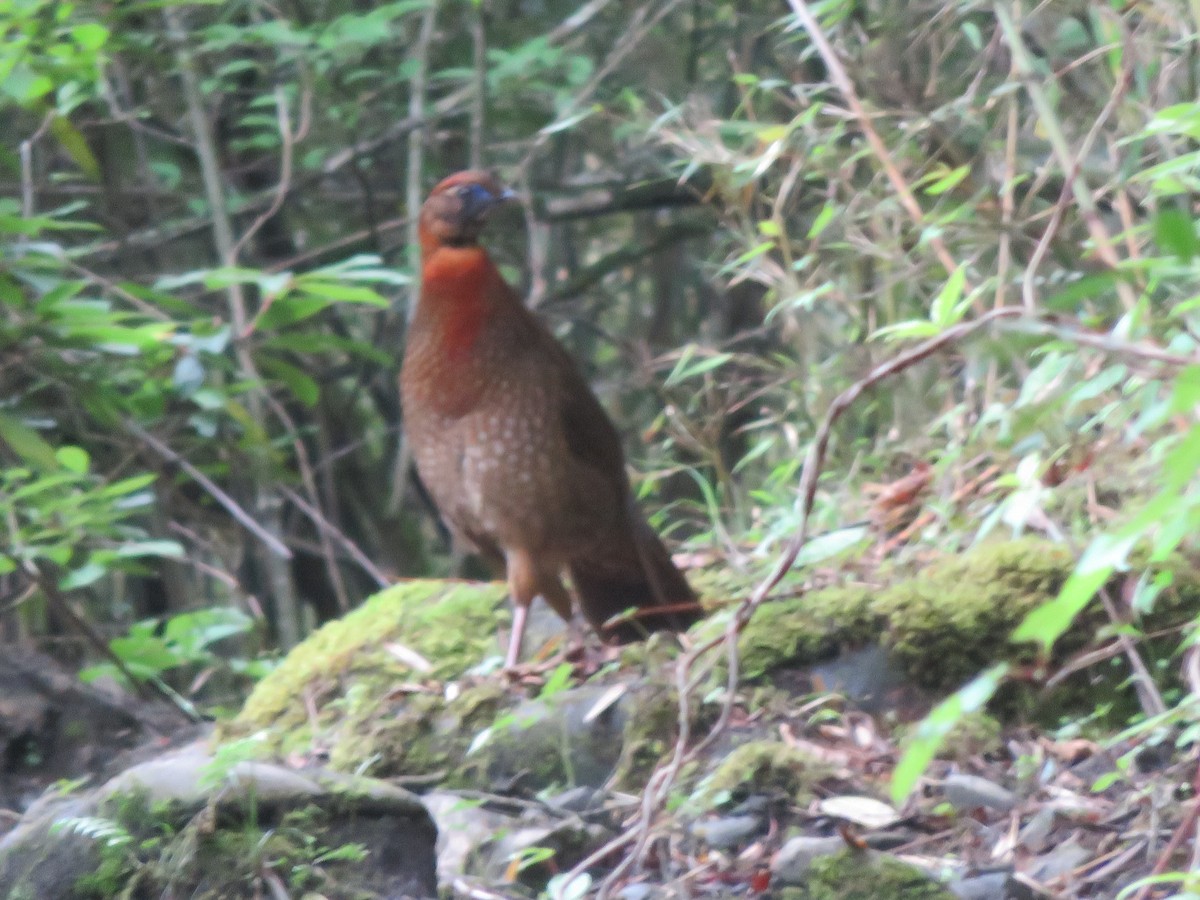 Temminck's Tragopan - Alban Guillaumet
