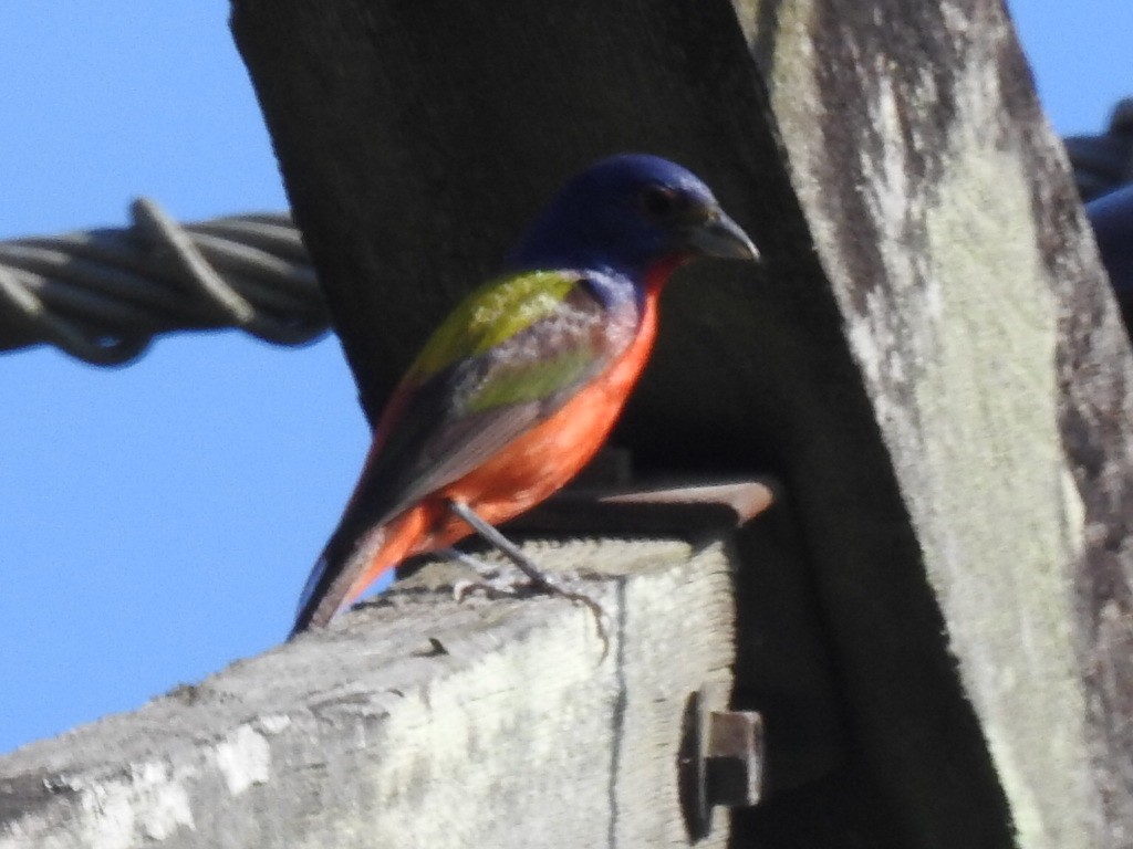 Painted Bunting - ML103687751