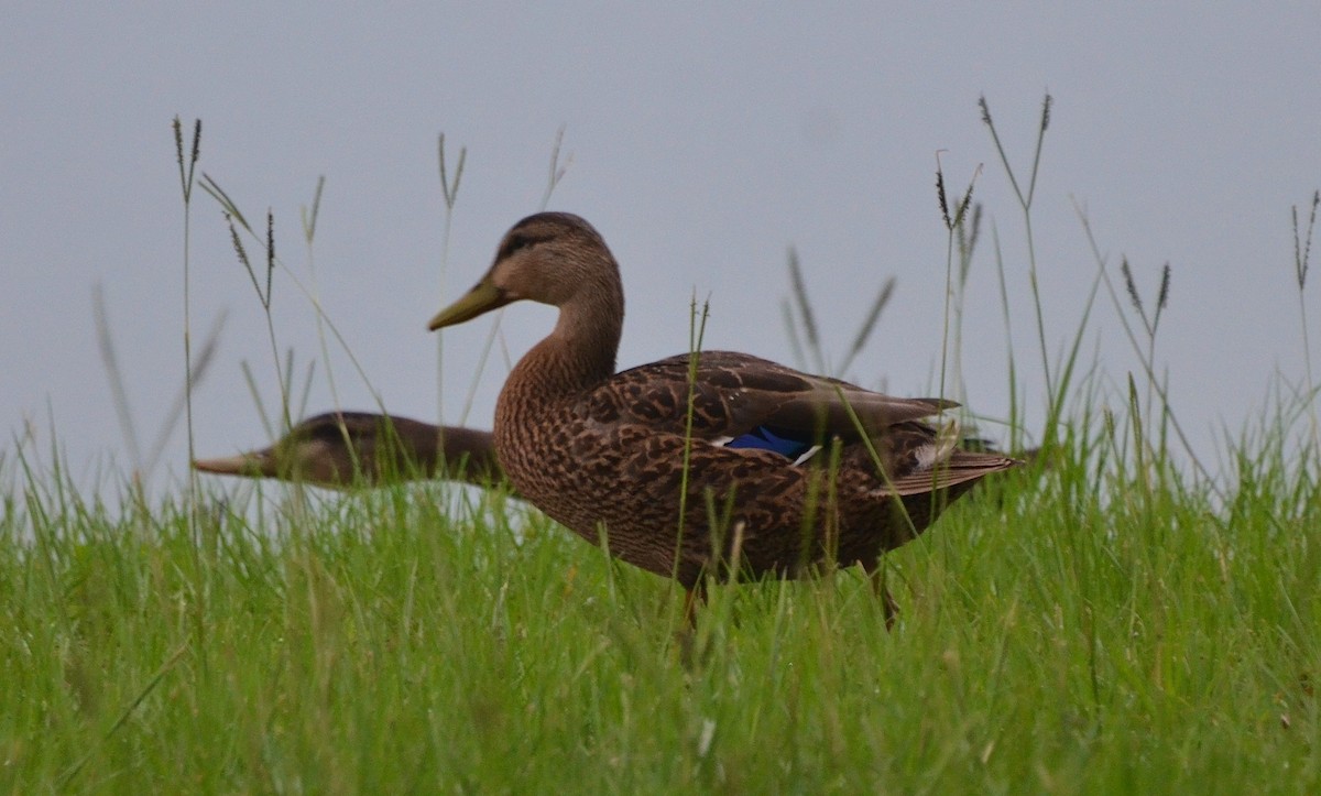 Mallard - Marie Furnish