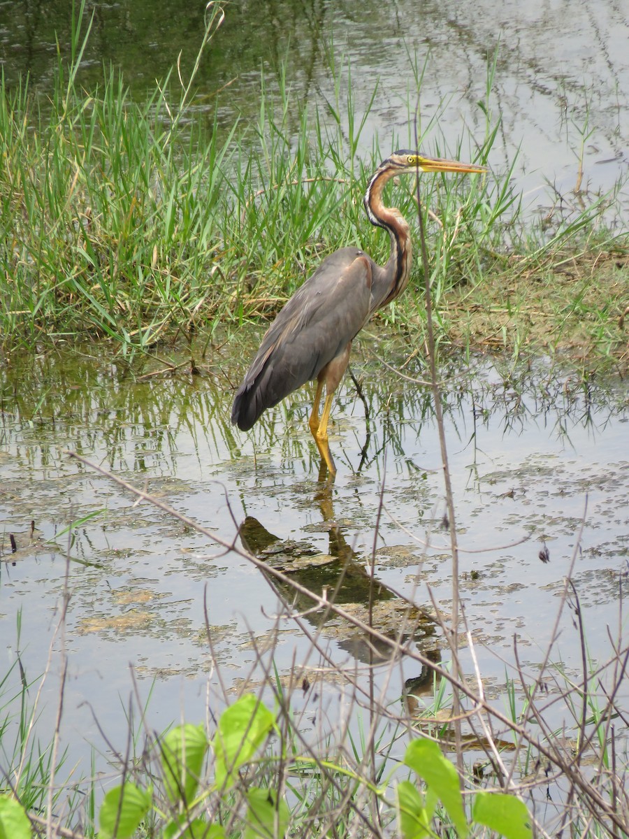 Purple Heron - Subbu Subramanya