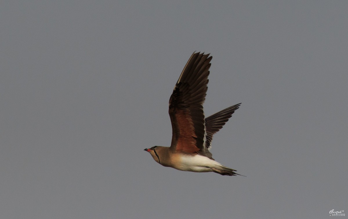 Collared Pratincole - ML103690471