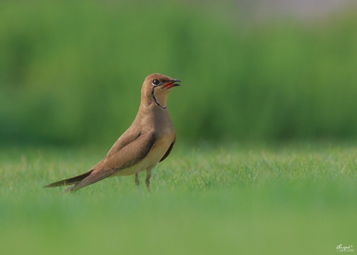 Collared Pratincole - ML103690481