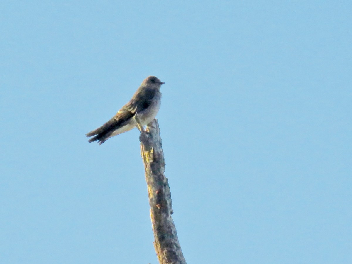 Northern Rough-winged Swallow - ML103691771
