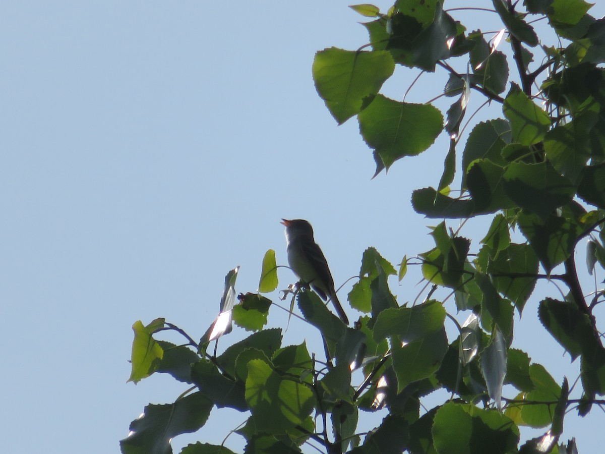 Willow Flycatcher - ML103692661