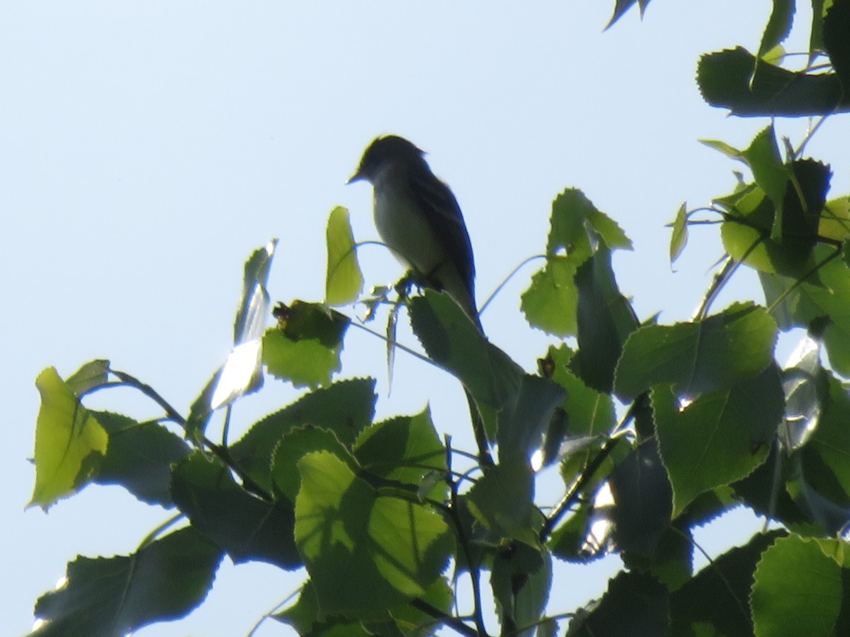 Willow Flycatcher - ML103692801