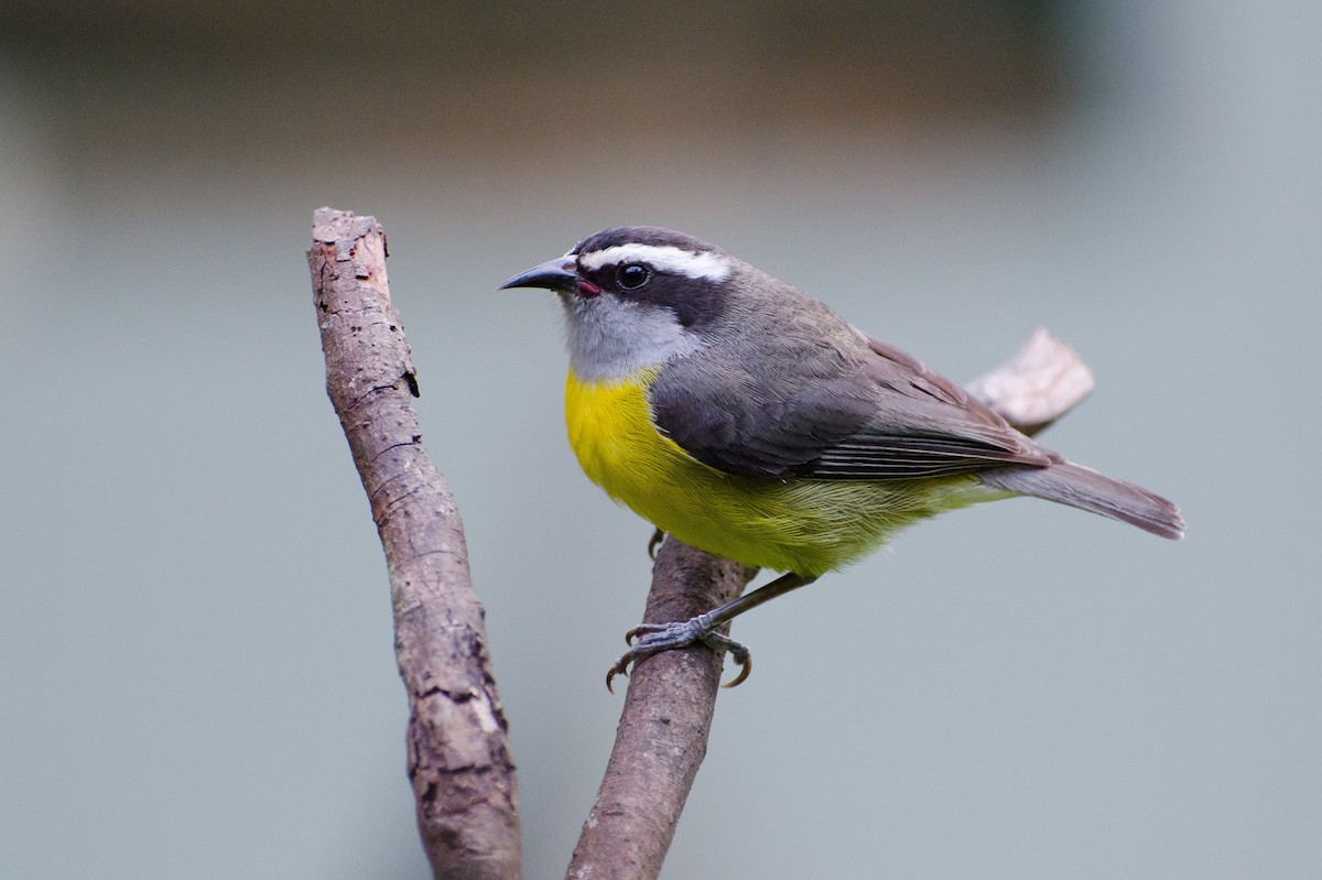 Bananaquit - Marcos Eugênio (Birding Guide)