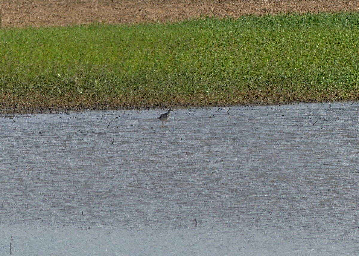 Greater Yellowlegs - Charles  Crawford