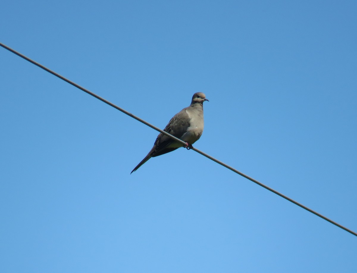 Mourning Dove - Michel Turcot