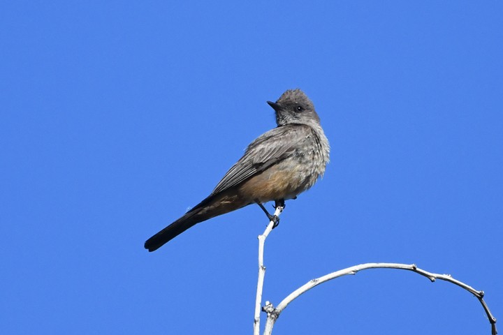 Say's Phoebe - MJ OnWhidbey
